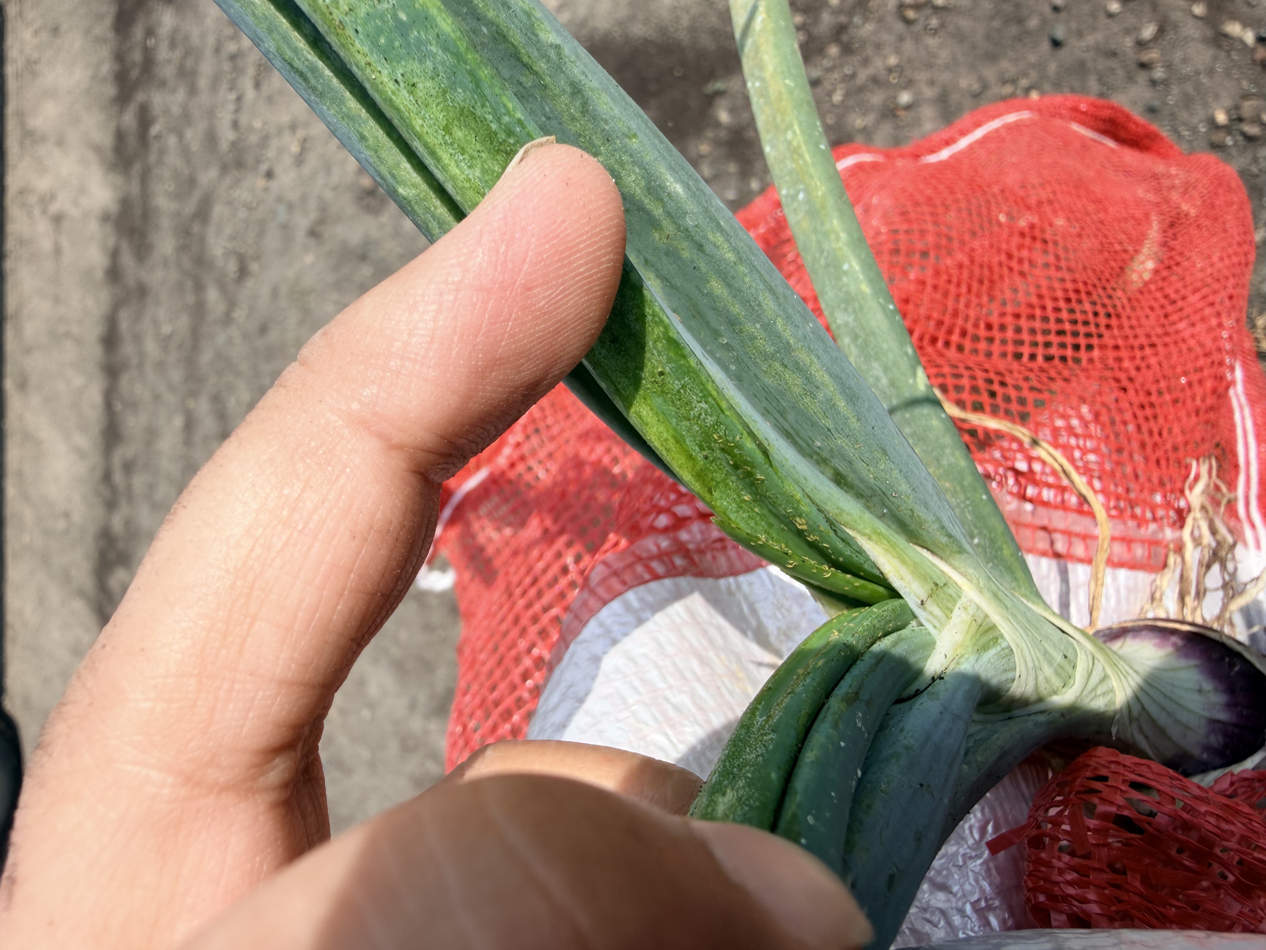 Onion thrips damage and thrips.jpeg